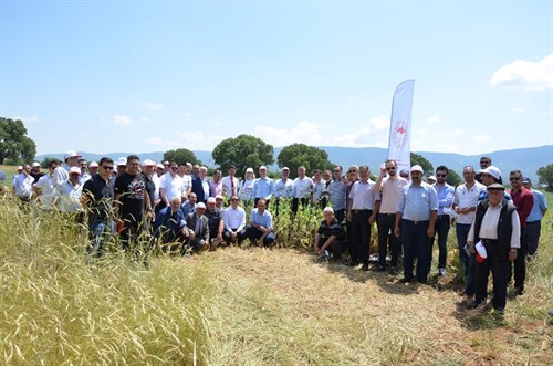 Geliştirilen Haşhaş Çeşitlerinin Yayımı Projesi  2019